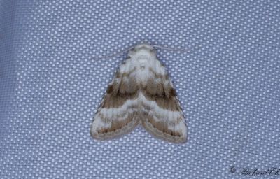Vit trgspinnare - Kent Black Arches (Meganola albula)