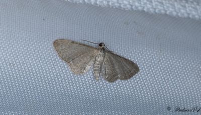 Vnderotsmalmtare - Valerian Pug (Eupithecia valerianata)