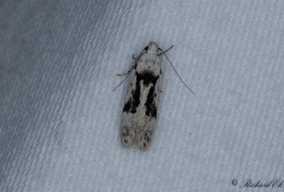 Vit bjrkkantmal - Suffused Groundling (Carpatolechia alburnella)