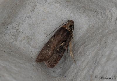 Videplattmal (Agonopterix conterminella)