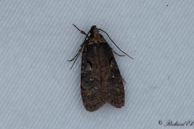 Videplattmal (Agonopterix conterminella)