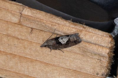 Umbrarullvecklare - Large Birch Bell (Epinotia brunnichana)