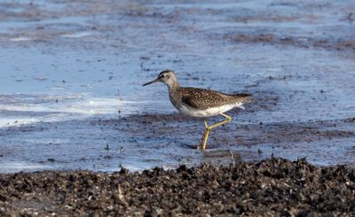 Grönbena - Wood Sandpiper (Tringa glareola)
