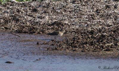 Mosnäppa - Temminck's Stint (Calidris temminckii)
