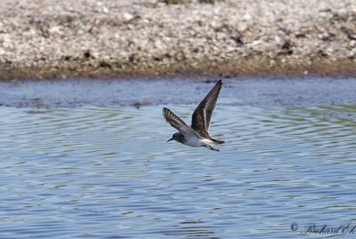 Latest bird pictures from Sweden