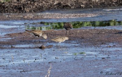 Mosnäppa - Temminck's Stint (Calidris temminckii)