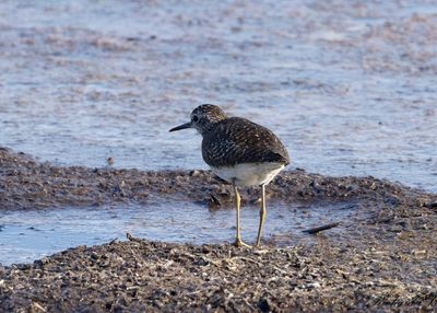 Grönbena - Wood Sandpiper (Tringa glareola)