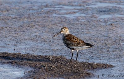 Kärrsnäppa - Dunlin (Calidris alpina)