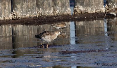 Brushane - Ruff (Philomachus pugnax)