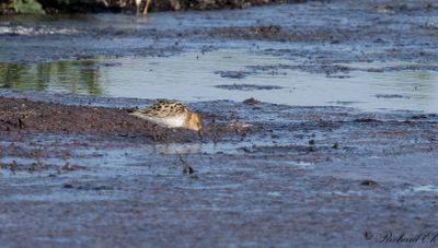 Småsnäppa - Little Stint (Calidris minuta)