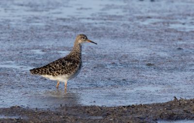 Brushane - Ruff (Philomachus pugnax)