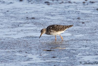 Brushane - Ruff (Philomachus pugnax)