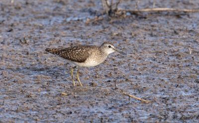 2.Water Rail - Red Phalarope