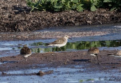 Birds in Sweden