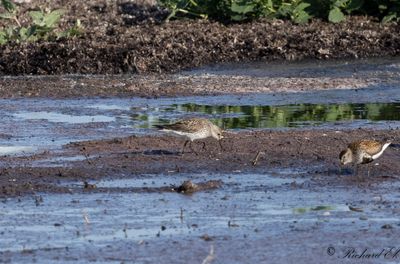Vitgumpsnäppa - White-rumped Sandpiper (Calidris fuscicollis)