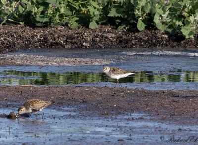 Vitgumpsnäppa - White-rumped Sandpiper (Calidris fuscicollis)