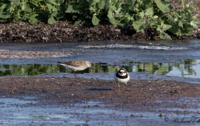 Vitgumpsnäppa - White-rumped Sandpiper (Calidris fuscicollis)