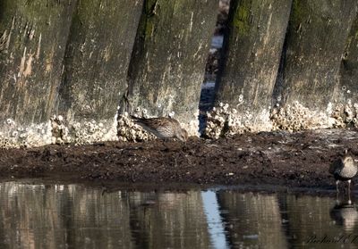 Vitgumpsnäppa - White-rumped Sandpiper (Calidris fuscicollis)