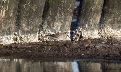 Vitgumpsnäppa - White-rumped Sandpiper (Calidris fuscicollis)