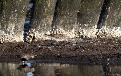 Vitgumpsnäppa - White-rumped Sandpiper (Calidris fuscicollis)