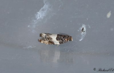 Hagtornsbladvecklare - Common Cloaked Shoot (Gypsonoma dealbana)