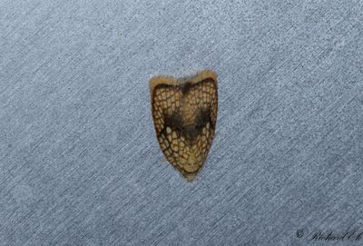 Lnnbredvecklare (Acleris forsskaleana)