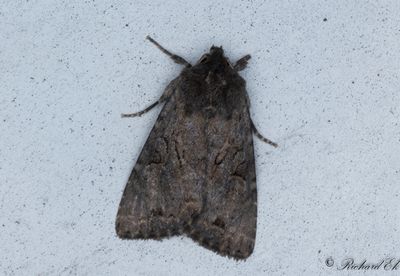 Tappflckat videfly - Dingy Shears (Fissipunctia ypsillon)