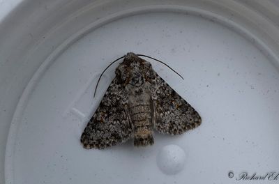 Taggsallatsfly - Small Ranunculus (Hecatera dysodea)