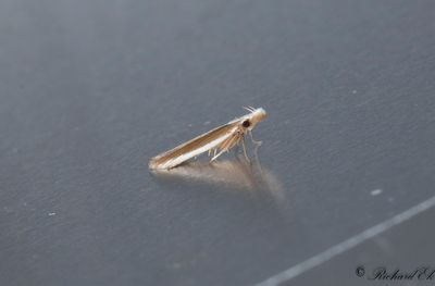 Vitkantad ennlmal - Juniper Webber (Dichomeris marginella)
