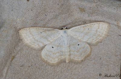 ngslvmtare - Lesser Cream Wave (Scopula immutata)