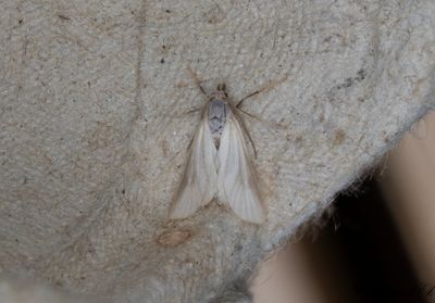 Vattenmott - Water Veneer (Acentria ephemerella)