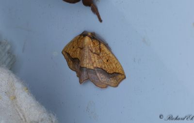 Snedbandad spetsmtare - Bordered Beauty (Epione repandaria)