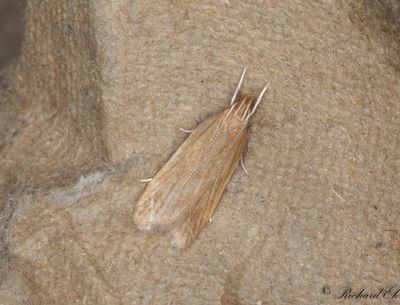 Slåtterpalpmal (Helcystogramma rufescens)