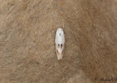 Rrflensgrsmal (Elachista maculicerusella)