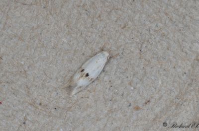Rrflensgrsmal (Elachista maculicerusella)