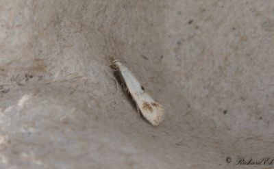 Rörflensgräsmal (Elachista maculicerusella)