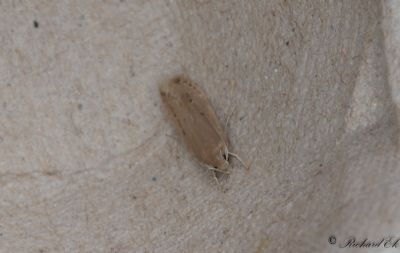 Kaveldunsfransmal (Limnaecia phragmitella)
