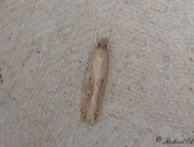 Kaveldunsfransmal (Limnaecia phragmitella)