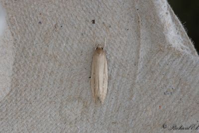 Kaveldunsfransmal (Limnaecia phragmitella)