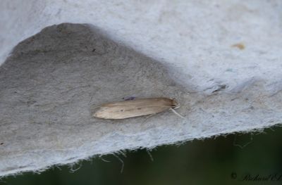 Kaveldunsfransmal (Limnaecia phragmitella)