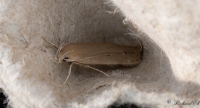 Kaveldunsfransmal (Limnaecia phragmitella)