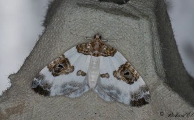 Tvåfärgad fältmätare - Blue-bordered Carpet (Plemyria rubiginata)