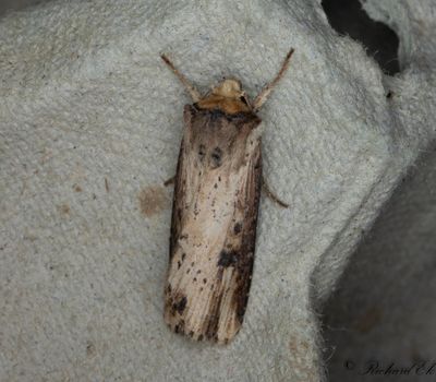 Träfärgat jordfly - The Flame (Axylia putris)