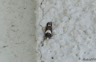 Svartvit bjmal - Lesser Budmoth (Recurvaria leucatella) 