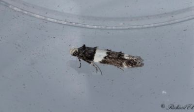 Svartvit bjmal - Lesser Budmoth (Recurvaria leucatella) 