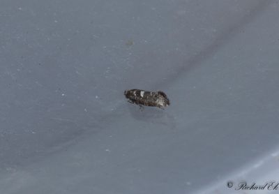 Lkmal (Acrolepiopsis assectella)