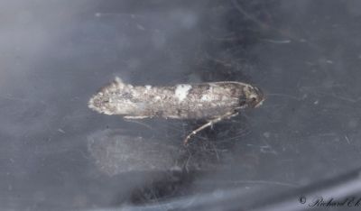 Lkmal (Acrolepiopsis assectella)