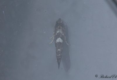 Lökmal - Leek Moth (Acrolepiopsis assectella)