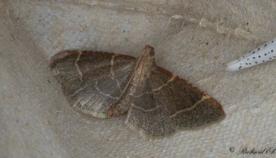 Herkulesmott (Hypsopygia glaucinalis)