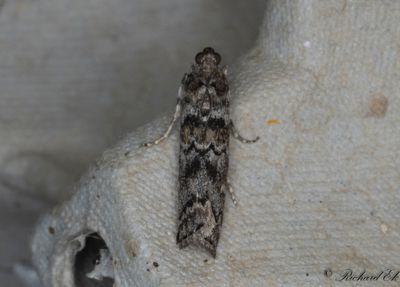 Grankottsmott - Spruce Coneworm (Dioryctria abietella)